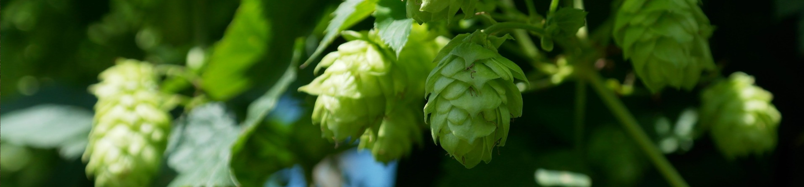 hops before we've gotten to them (on the tree)