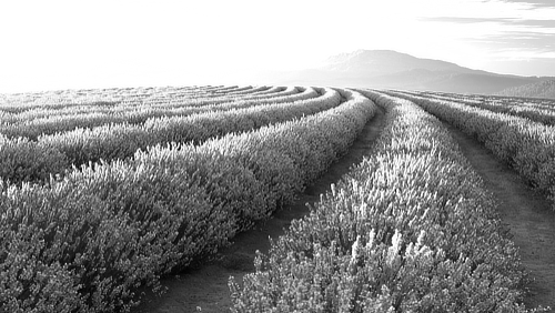 Lavender Fields in full bloom