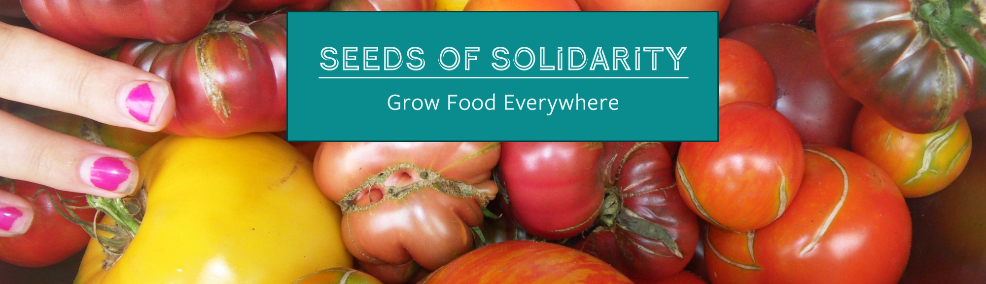 Seeds of Solidarity banner, showing tomatoes and a hand with chipped nails and dirt from harvesting food