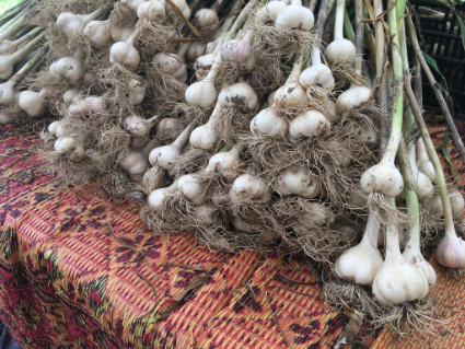 several bunches of garlic, resting on a rug