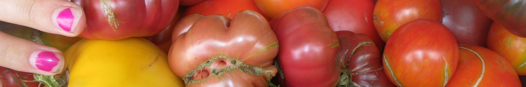 farmstand tomatoes